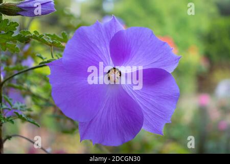 Alyogyne huegelii (Lilac Hibiscus) Blumendetail Stockfoto