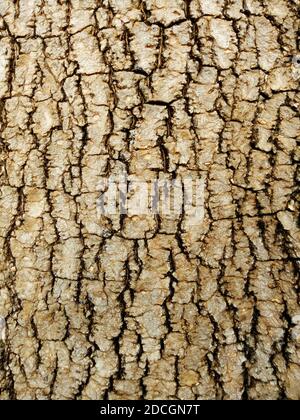 Baumrinde Natürliche Textur Stockfoto