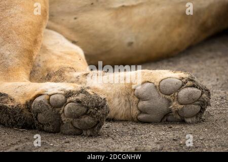 Löwenpfoten eines erwachsenen Löwen, der in Ndutu liegt Reserve in Tanzania Stockfoto