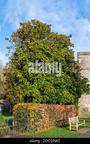 Magnolia grandiflora (Southern Magnolia Tree oder Bull Bay Tree) immergrüner Baum wächst im Herbst in West Sussex, England, UK. Stockfoto