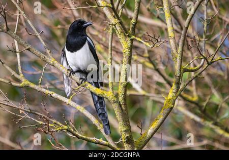 Eurasischer Elster Vogel (Pica pica) auf Zweigen in einem Baum im Winter in West Sussex, England, Großbritannien. Stockfoto