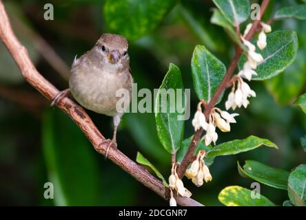 Vorderansicht eines weiblichen Haussparrow-Vogels (Passer domesticus), der im Herbst in West Sussex, England, auf einem Zweig in einem Busch in der Kamera thront. Stockfoto