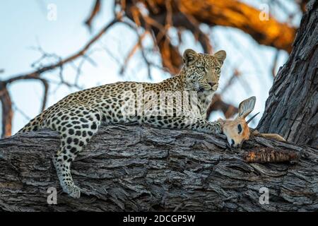 Leopard im Baum liegend mit seiner Beute in Gold Nachmittag Sonnenuntergang Licht im Khwai Okavango Delta in Botswana Stockfoto