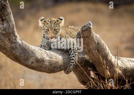 Junges Leopardenjunges, das auf einem toten Baumzweig liegt und schaut Bei der Kamera im Kruger Park in Südafrika Stockfoto