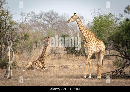 Eine Giraffe steht und die andere liegt trocken bush im Kruger Park in Südafrika Stockfoto
