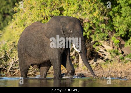 Elefantenwandern im Chobe River in der warmen Nachmittagssonne In Botswana Stockfoto