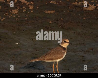 Jawan-Plünder suchen am Flussufer nach Nahrung. Javanpflüge (Charadrius javanicus) ist eine Vogelart aus der Familie der Charadriidae. Stockfoto