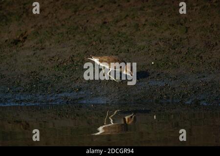 Jawan-Plünder suchen am Flussufer nach Nahrung. Javanpflüge (Charadrius javanicus) ist eine Vogelart aus der Familie der Charadriidae. Stockfoto