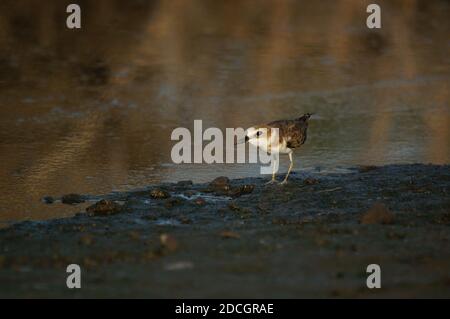 Jawan-Plünder suchen am Flussufer nach Nahrung. Javanpflüge (Charadrius javanicus) ist eine Vogelart aus der Familie der Charadriidae. Stockfoto