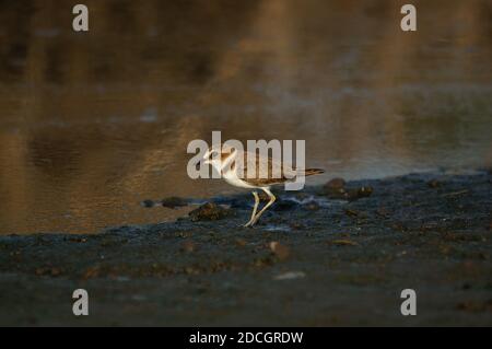 Jawan-Plünder suchen am Flussufer nach Nahrung. Javanpflüge (Charadrius javanicus) ist eine Vogelart aus der Familie der Charadriidae. Stockfoto