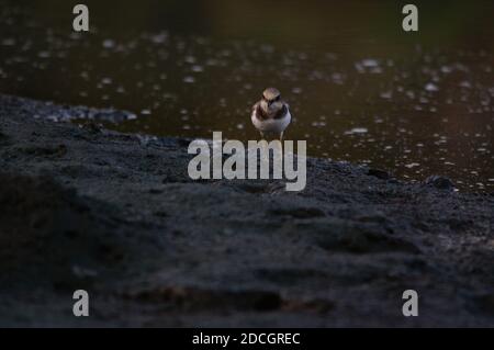 Jawan-Plünder suchen am Flussufer nach Nahrung. Javanpflüge (Charadrius javanicus) ist eine Vogelart aus der Familie der Charadriidae. Stockfoto