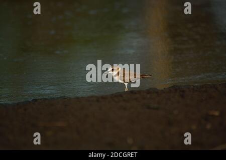 Jawan-Plünder suchen am Flussufer nach Nahrung. Javanpflüge (Charadrius javanicus) ist eine Vogelart aus der Familie der Charadriidae. Stockfoto