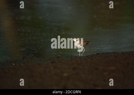 Jawan-Plünder suchen am Flussufer nach Nahrung. Javanpflüge (Charadrius javanicus) ist eine Vogelart aus der Familie der Charadriidae. Stockfoto