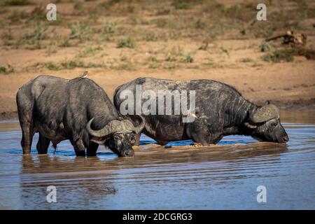 Zwei Erwachsene afrikanische männliche Büffel Trinkwasser im Kruger Park In Südafrika Stockfoto