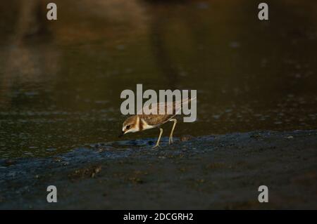 Jawan-Plünder suchen am Flussufer nach Nahrung. Javanpflüge (Charadrius javanicus) ist eine Vogelart aus der Familie der Charadriidae. Stockfoto