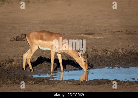 Erwachsene männliche Impala Trinkwasser aus einer kleinen Pfütze in Morgensonne im Kruger Park in Südafrika Stockfoto