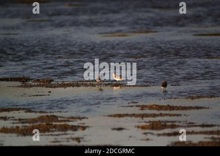 Jawan-Plünder suchen am Flussufer nach Nahrung. Javanpflüge (Charadrius javanicus) ist eine Vogelart aus der Familie der Charadriidae. Stockfoto