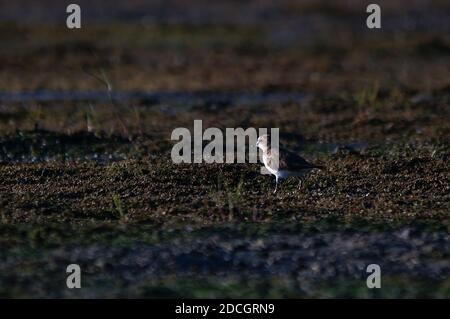 Jawan-Plünder suchen am Flussufer nach Nahrung. Javanpflüge (Charadrius javanicus) ist eine Vogelart aus der Familie der Charadriidae. Stockfoto