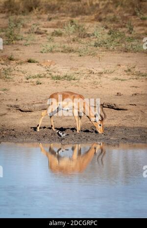 Wasserspiegelung eines männlichen Impalas, das im Kruger Park trinkt In Südafrika Stockfoto