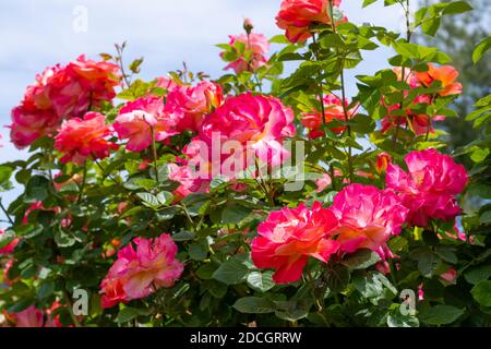 Rote und weiße Rosen mit blauem Himmel im Hintergrund Stockfoto