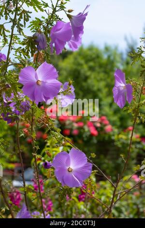 Alyogyne huegelii (Lilac Hibiscus) blüht Stockfoto