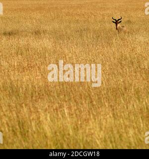 Coke's Hartebeest (Alcelaphus buselaphus cokii) in der Savanne, Rift Valley Province, Maasai Mara, Kenia Stockfoto