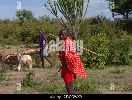 Maasai Hirten mit Schafen, Rift Valley Province, Maasai Mara, Kenia Stockfoto