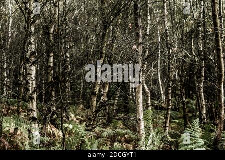 Birken, Birken, Bäume, Birke, Wald, Birkenwald, Birkenwald, silber birken wald, Landschaftsfoto von Birken im Wald Stockfoto