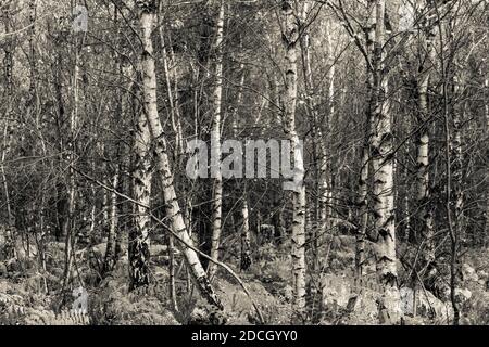 Birken, Birken, Bäume, Birke, Wald, Birkenwald, Birkenwald, silber birken wald, Landschaftsfoto von Birken im Wald Stockfoto