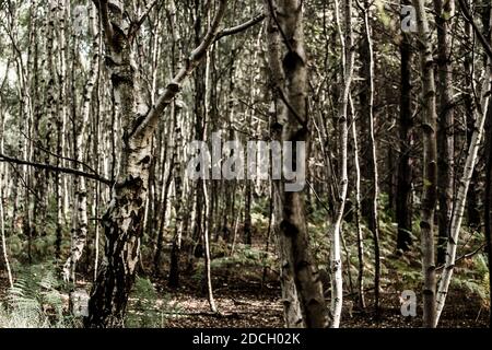 Birken, Birken, Bäume, Birke, Wald, Birkenwald, Birkenwald, silber birken wald, Landschaftsfoto von Birken im Wald Stockfoto