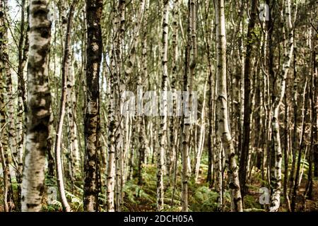 Birken, Birken, Bäume, Birke, Wald, Birkenwald, Birkenwald, silber birken wald, Landschaftsfoto von Birken im Wald Stockfoto