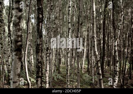 Birken, Birken, Bäume, Birke, Wald, Birkenwald, Birkenwald, silber birken wald, Landschaftsfoto von Birken im Wald Stockfoto