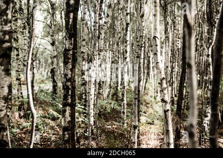 Birken, Birken, Bäume, Birke, Wald, Birkenwald, Birkenwald, silber birken wald, Landschaftsfoto von Birken im Wald Stockfoto