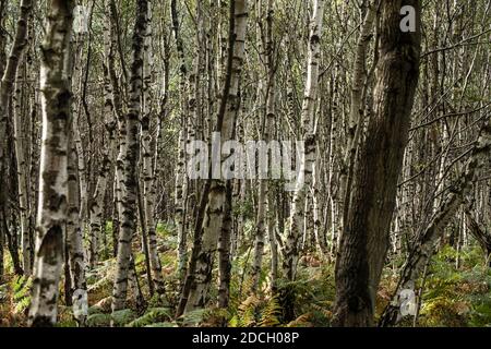 Birken, Birken, Bäume, Birke, Wald, Birkenwald, Birkenwald, silber birken wald, Landschaftsfoto von Birken im Wald Stockfoto