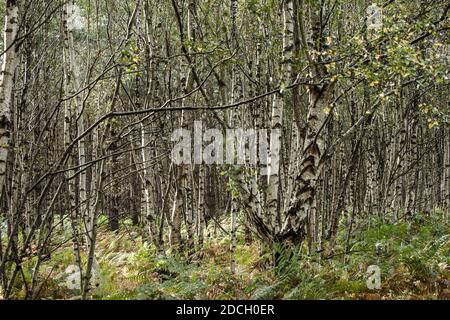 Birken, Birken, Bäume, Birke, Wald, Birkenwald, Birkenwald, silber birken wald, Landschaftsfoto von Birken im Wald Stockfoto