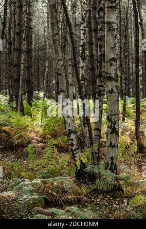 Birken, Birken, Bäume, Birke, Wald, Birkenwald, Birkenwald, silber birken wald, Landschaftsfoto von Birken im Wald Stockfoto