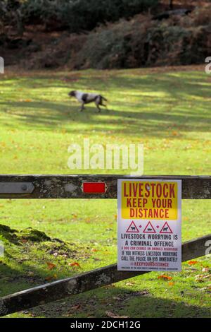 Warnschild über Vieh und Hunde und halten Sie Ihre Distanz mit EINEM Spaniel Hund läuft lose, Wild, Jagd Tiere im Hintergrund, New Forest, Ha Stockfoto