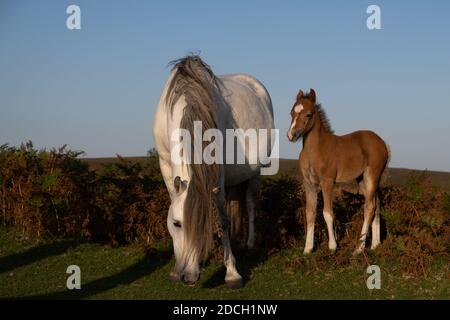 Shropshire wilden Ponys mit neuem Fohlen Weiden auf grünen Weiden Stockfoto