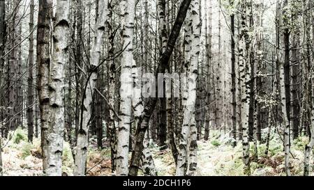 Birken, Birken, Bäume, Birke, Wald, Birkenwald, Birkenwald, silber birken wald, Landschaftsfoto von Birken im Wald Stockfoto