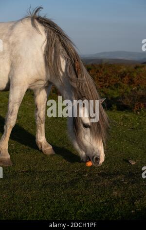 Shropshire wilden Pony essen Karotte auf Wiese mit Hügeln in Hintergrund Stockfoto