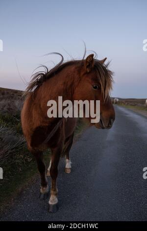 Shropshire braun wilden Pony Blick auf die Kamera während des Sonnenuntergangs Stockfoto