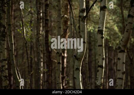 Birken, Birken, Bäume, Birke, Wald, Birkenwald, Birkenwald, silber birken wald, Landschaftsfoto von Birken im Wald Stockfoto