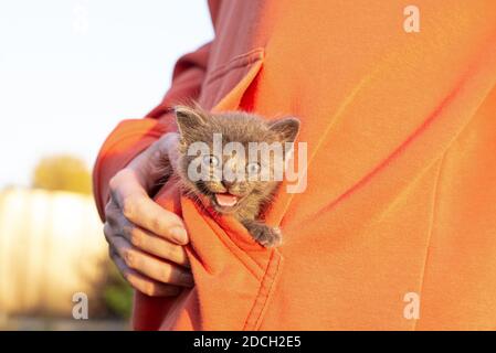 Graue Katze in den Händen. Kätzchen lächelnd sitzt in der Tasche der orangefarbenen Kleidung. Speicherplatz kopieren. Stockfoto