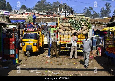 Ooty, Tmil Nadu, Indien - Januar, 2017: Menworkers Lader LKW mit schweren Taschen mit Gemüse auf dem Straßenmarkt. Stockfoto