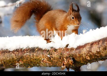 Rotes Eichhörnchen Sciurus vulgaris, läuft entlang Zweig im Schnee, Aberdeenshire, Schottland Stockfoto