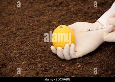 Gelbe Zitrone im gentechnischen Labor, GVO-Lebensmittelkonzept Stockfoto