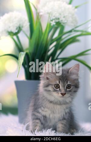 Grau Grau Kätzchen, flauschig und niedlich Stockfoto
