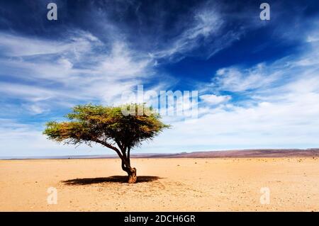 Akazienbaum in der Wüste Sahara, Afrika Stockfoto