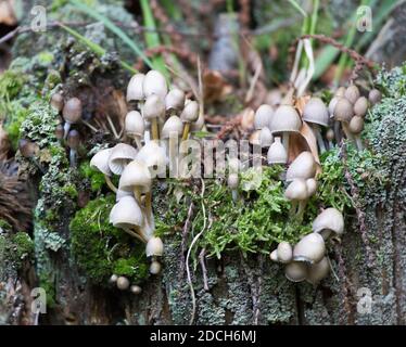 VIW von coprinellus disseminatus Pilzen im Wald, Italien Stockfoto