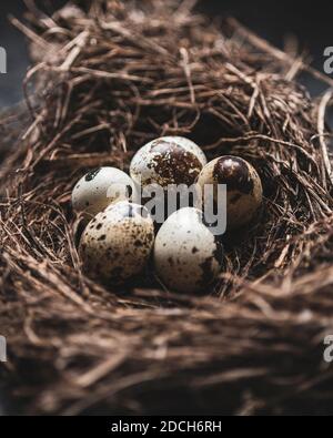 Eier im Nest, gesprenkelte Wachteleier, rohe Wachteleier, Wachtel hier in einem Nest,Hier einer Wachtel im Nest,Vogel Hier in einem Nest,gesprenkelte Eier,Wachtei Stockfoto